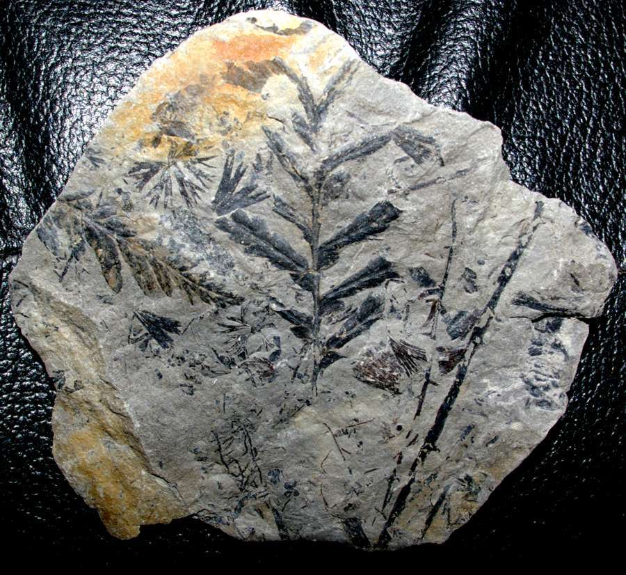 Mariopteris sphenopteroides 