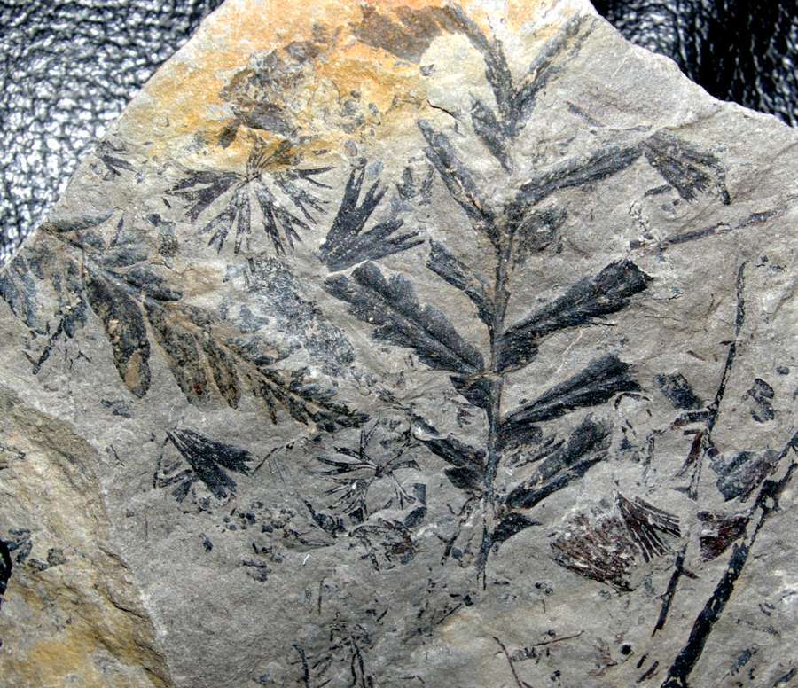 Mariopteris sphenopteroides 