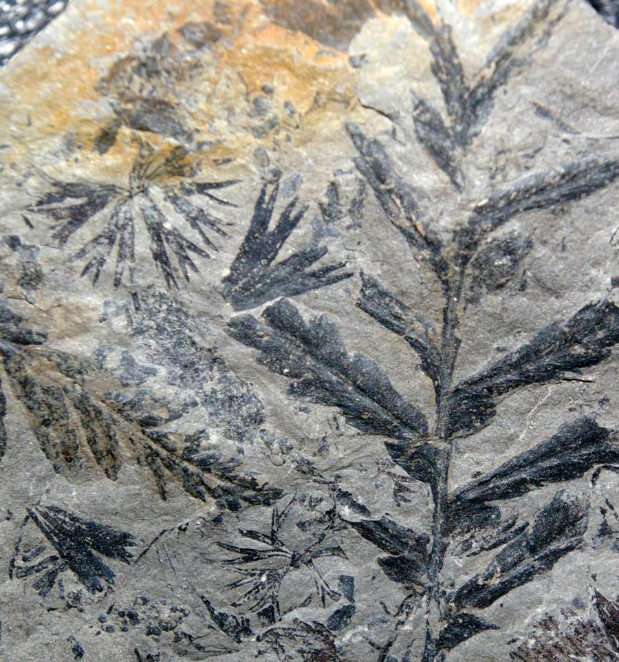 Mariopteris sphenopteroides 