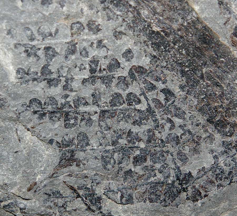 Margaritopteris coemansi 