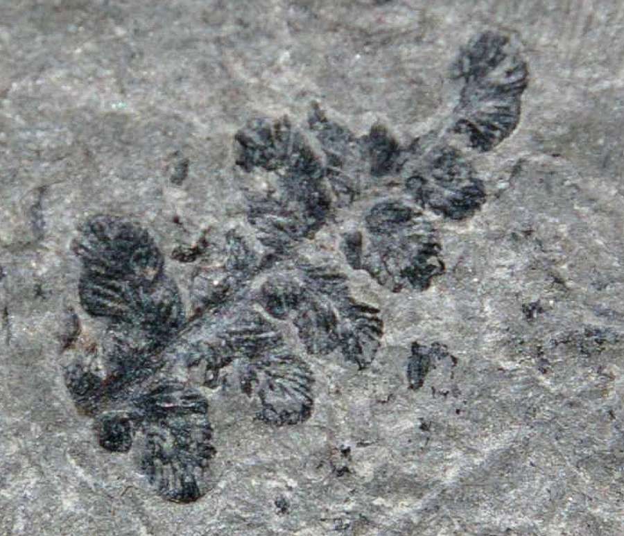 Margaritopteris coemansi 