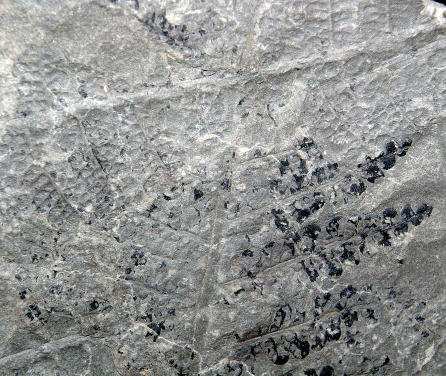 Margaritopteris coemansi 