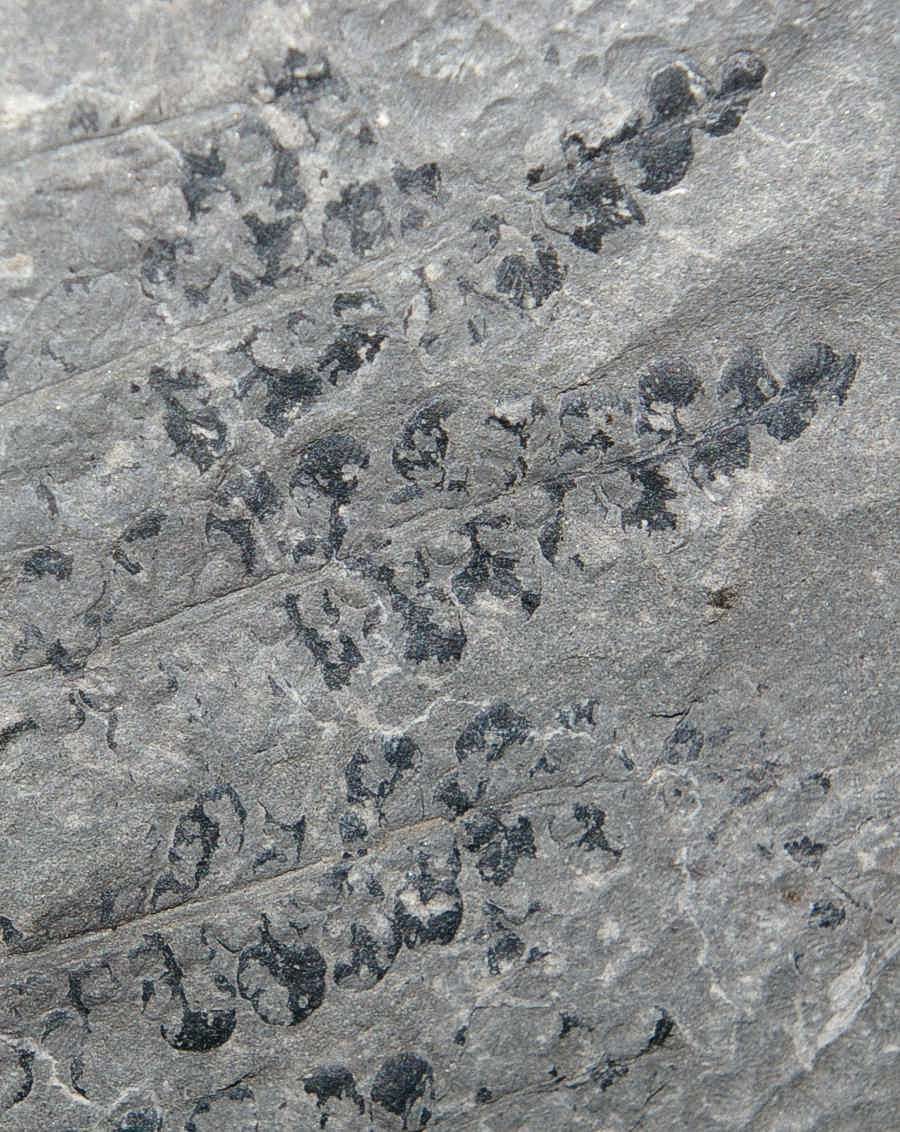 Margaritopteris coemansi 