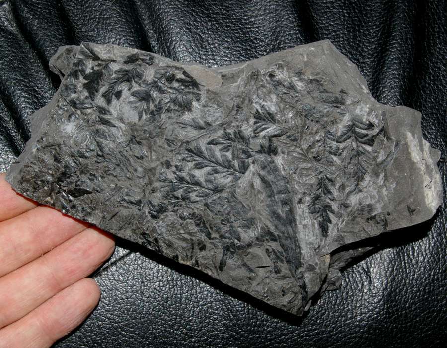  Mariopteris nervosa 