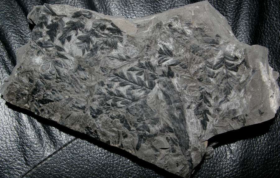  Mariopteris nervosa 