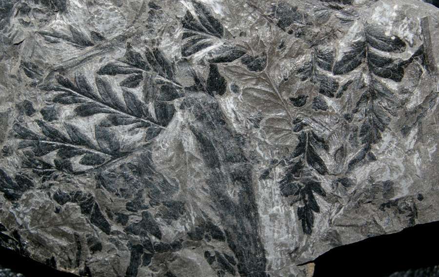  Mariopteris nervosa 