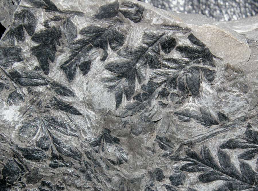  Mariopteris nervosa 
