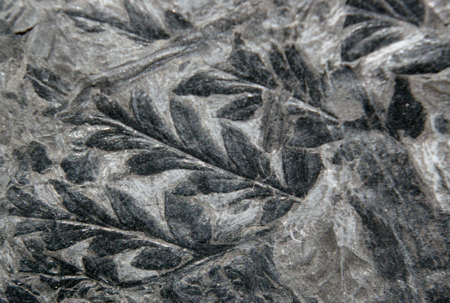  Mariopteris nervosa 