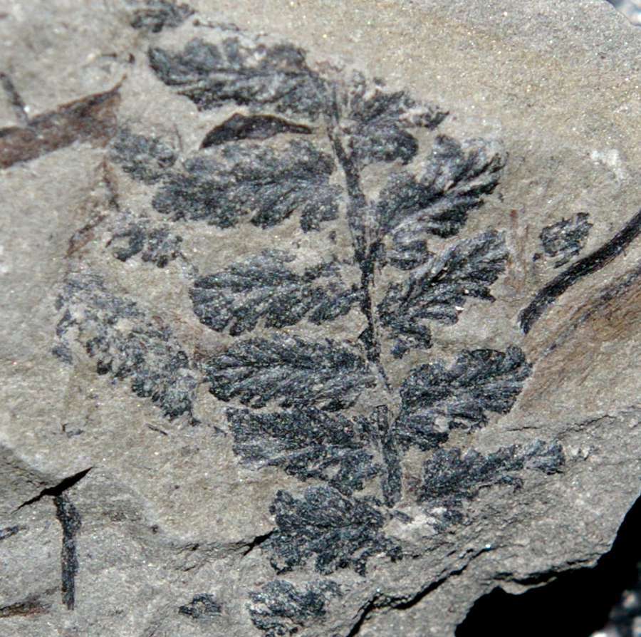  fossil fern 