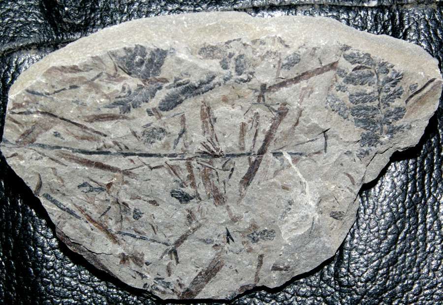  fossil fern 