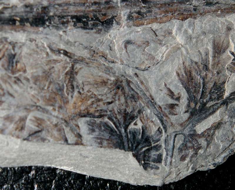  Palmatopteris furcata 