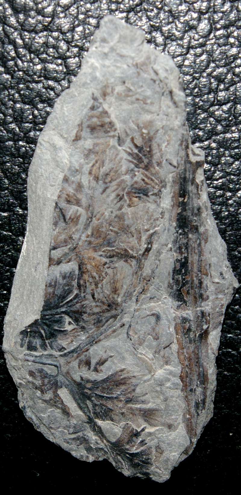  Palmatopteris furcata 