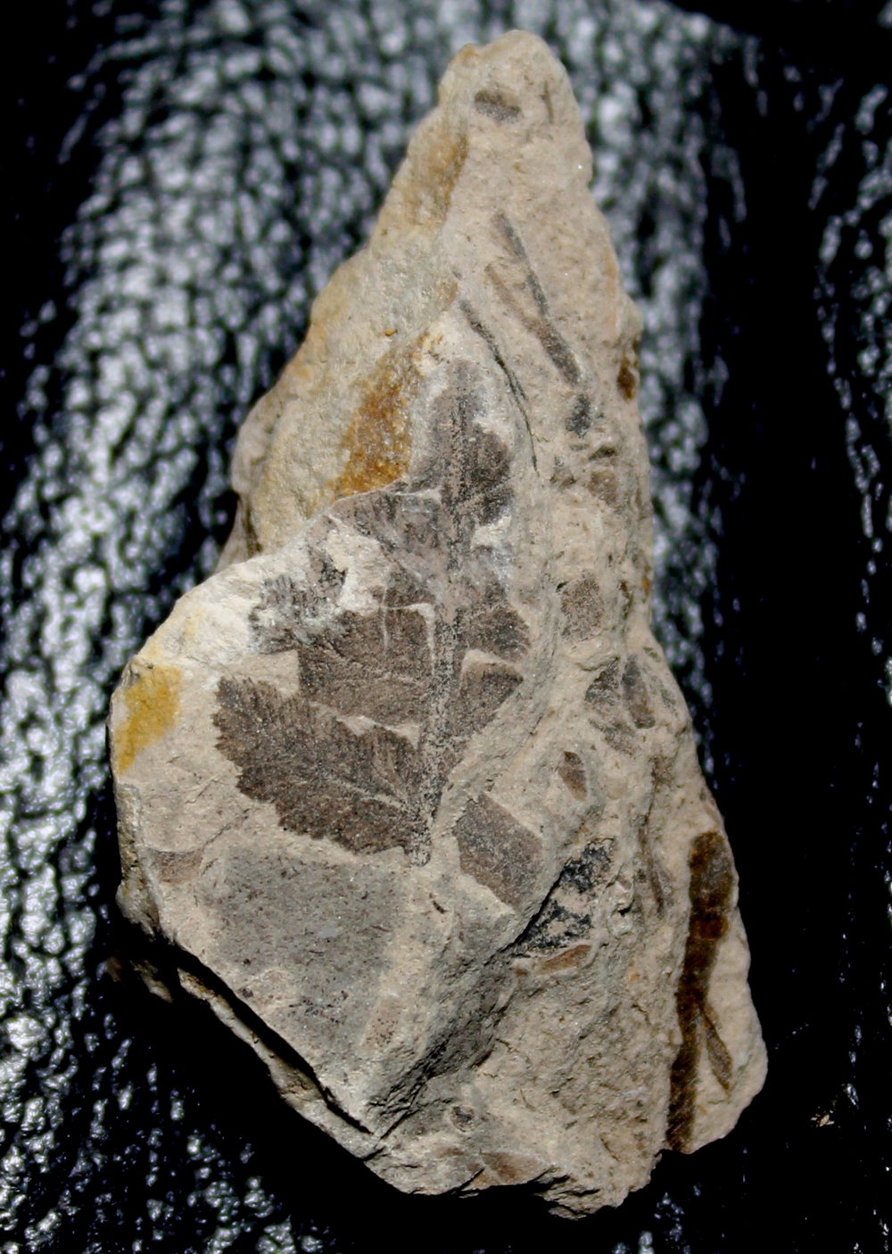  Cladophlebis nebbensis