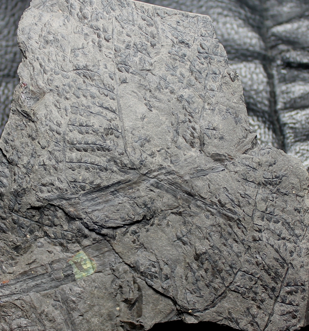 Lyginopteris Sphenopteris profunda