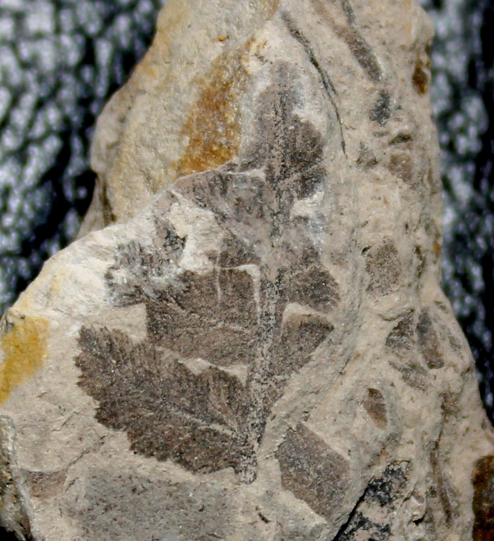  Cladophlebis nebbensis