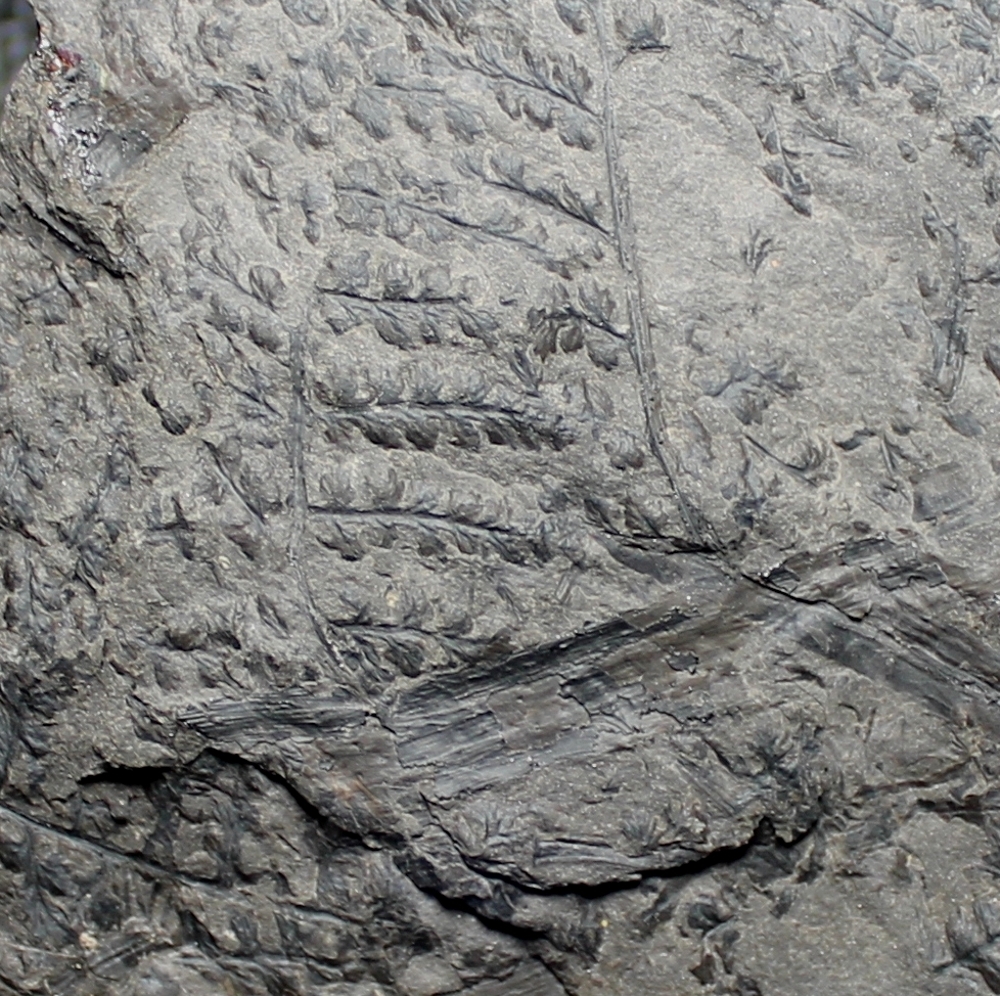 Lyginopteris Sphenopteris profunda