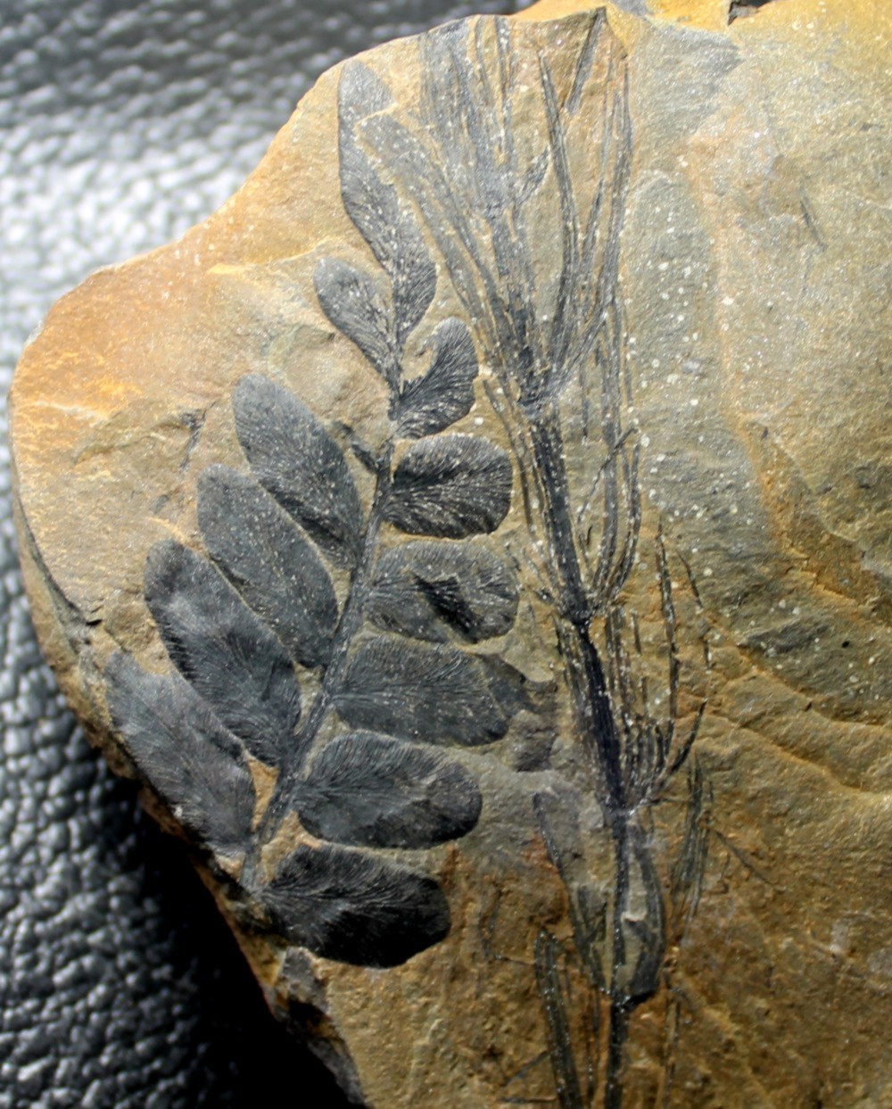   Neuropteris obovata 