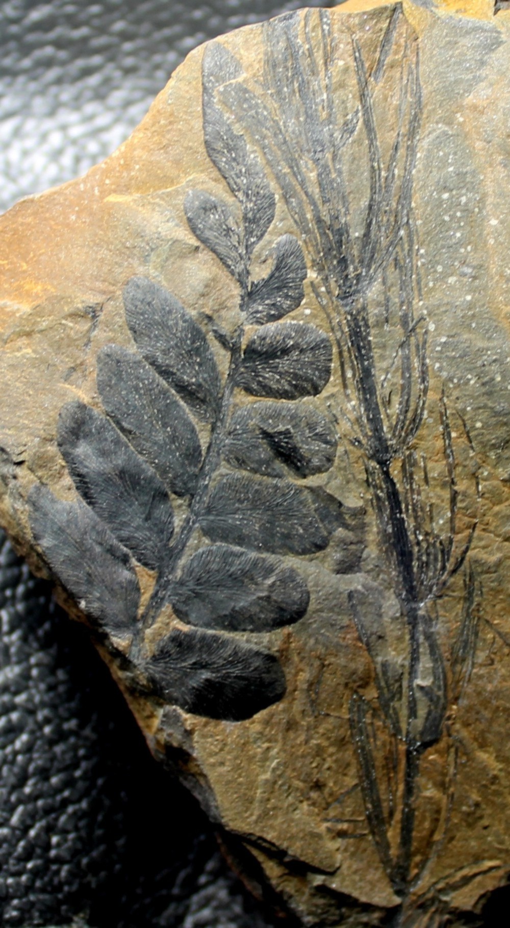   Asterophyllites equisetiformis 
