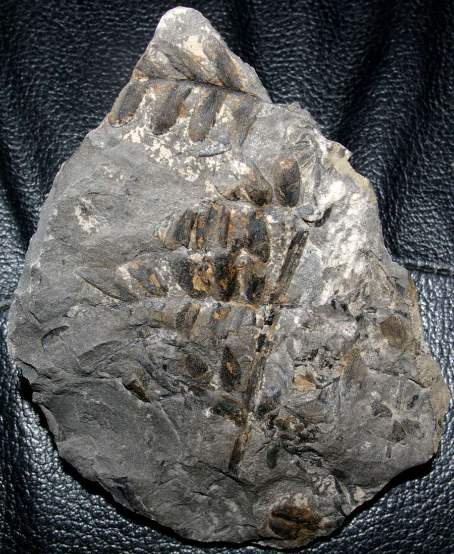   Neuropteris obliqua 