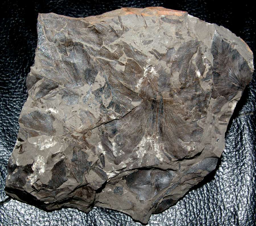   Cyclopteris 