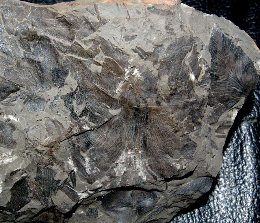   Neuropteris rarinervis 