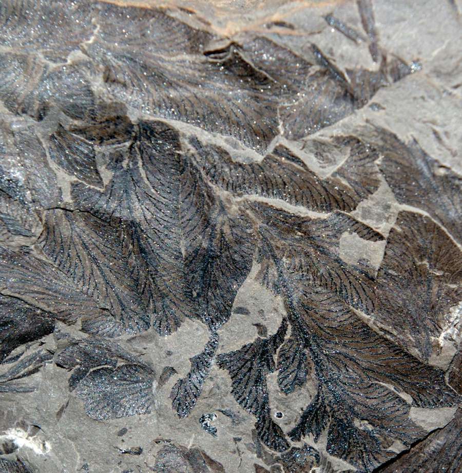   Cyclopteris 