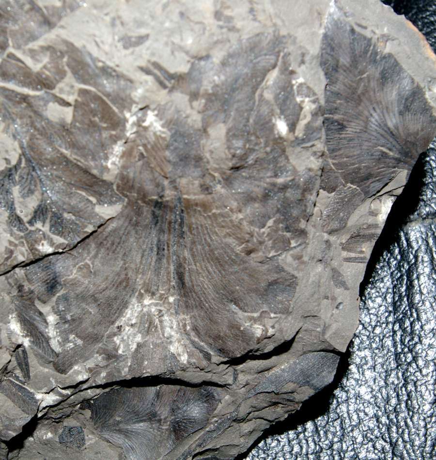   Cyclopteris 