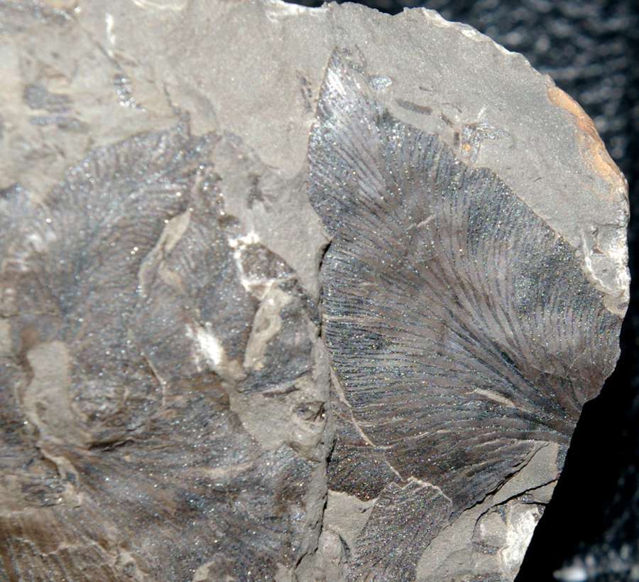   Neuropteris rarinervis 