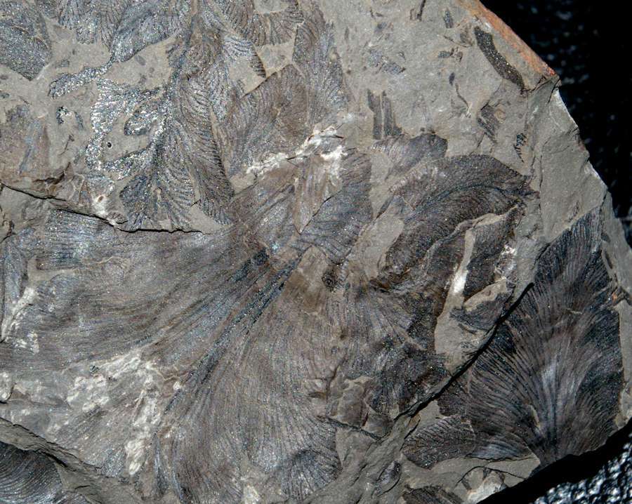  Cyclopteris 
