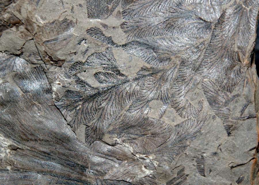   Neuropteris rarinervis 
