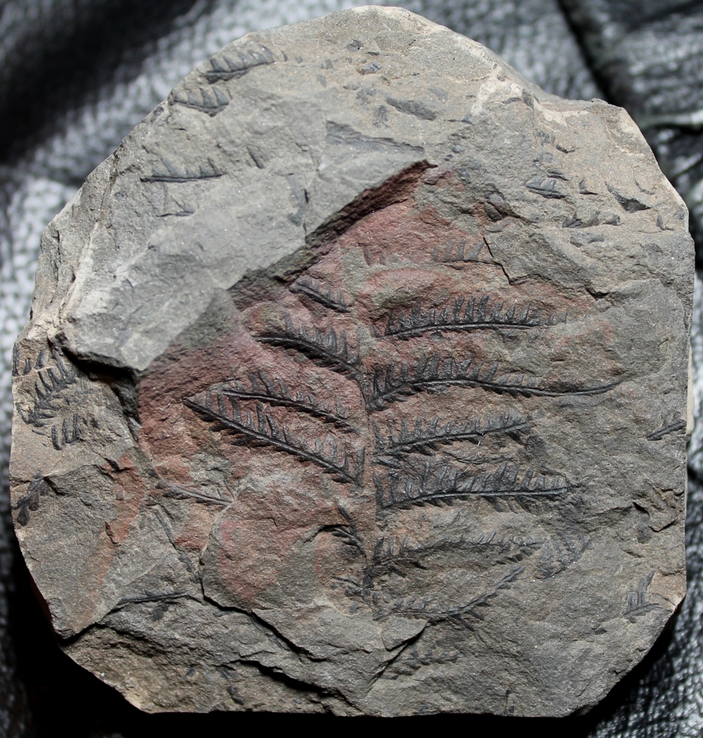   Pecopteris plumosa  