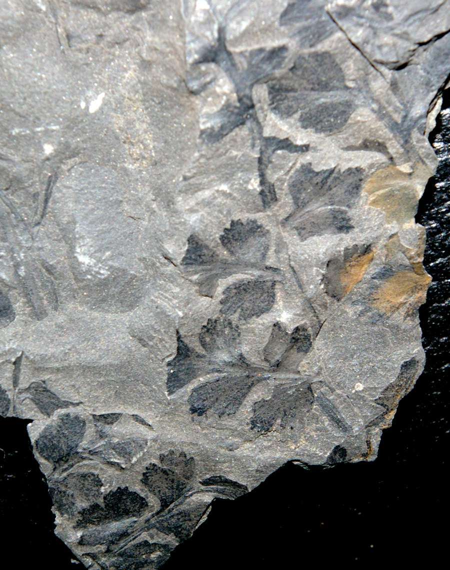   Sphenopteris 