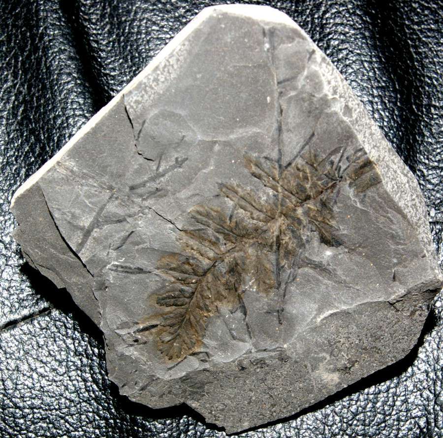   Mariopteris sp 