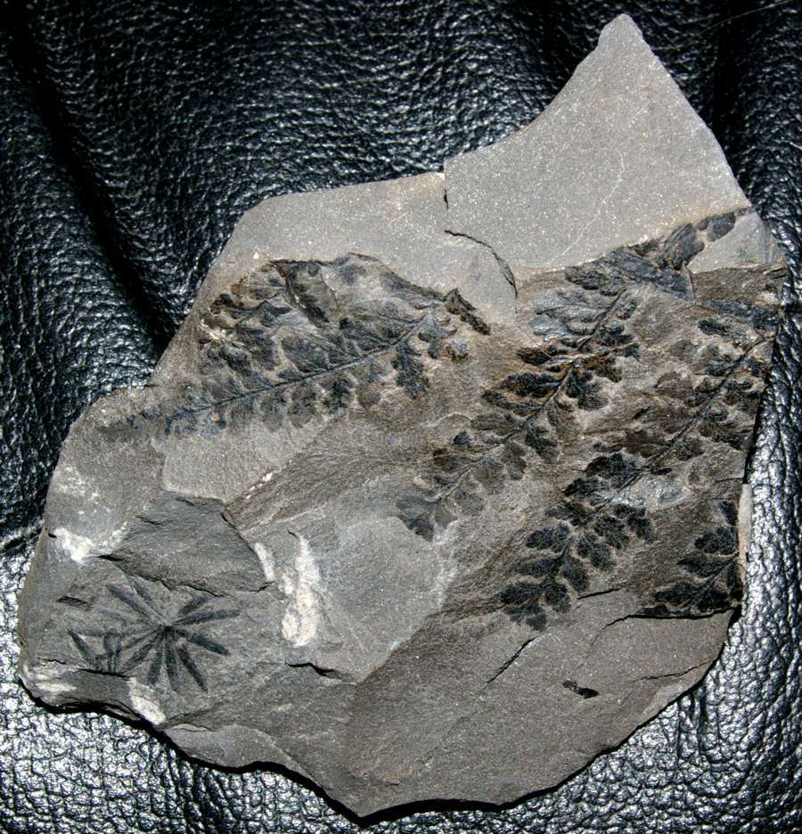  Species: Sphenopteris baumleri (Andrae)  