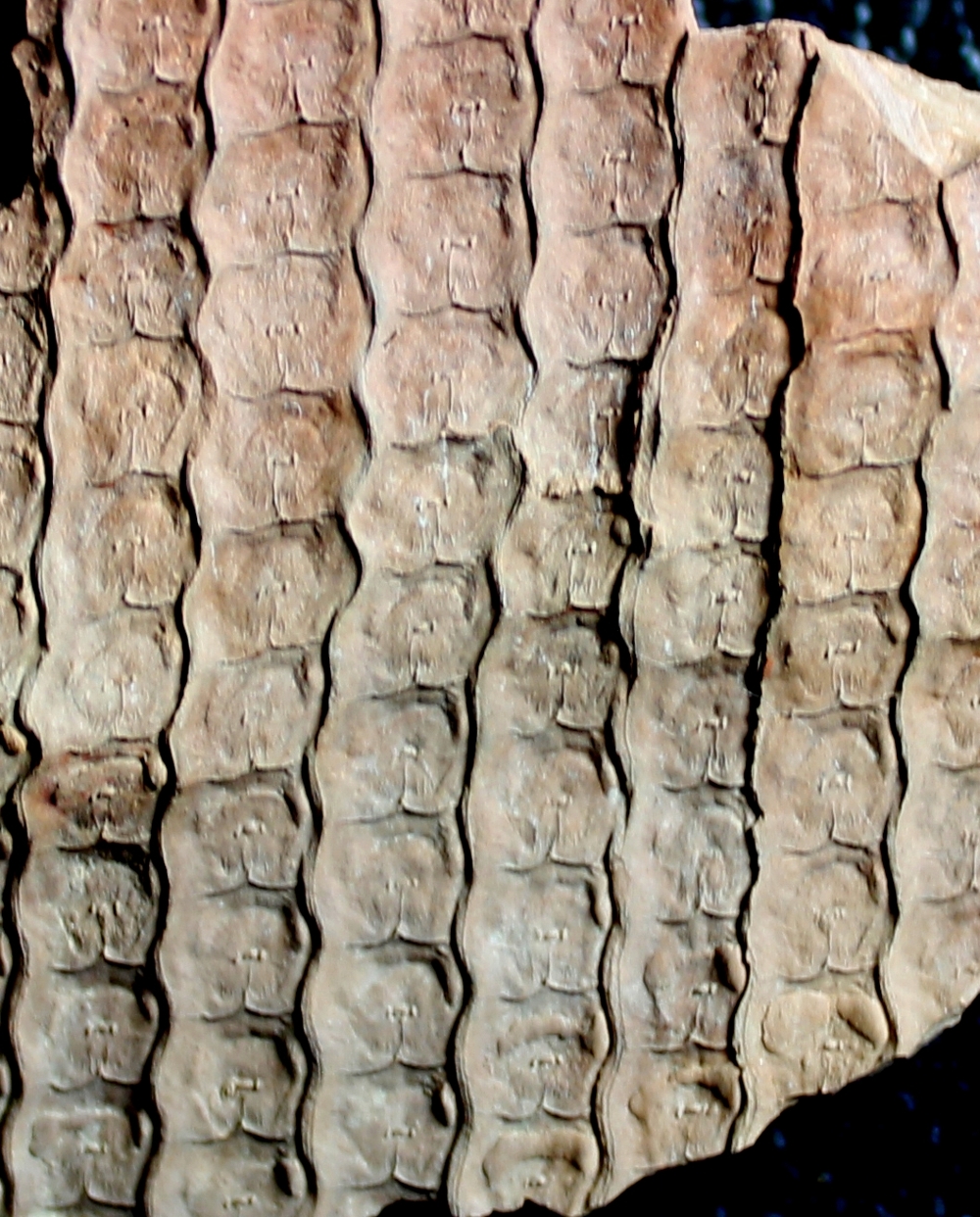  Sigillaria cancriformis  