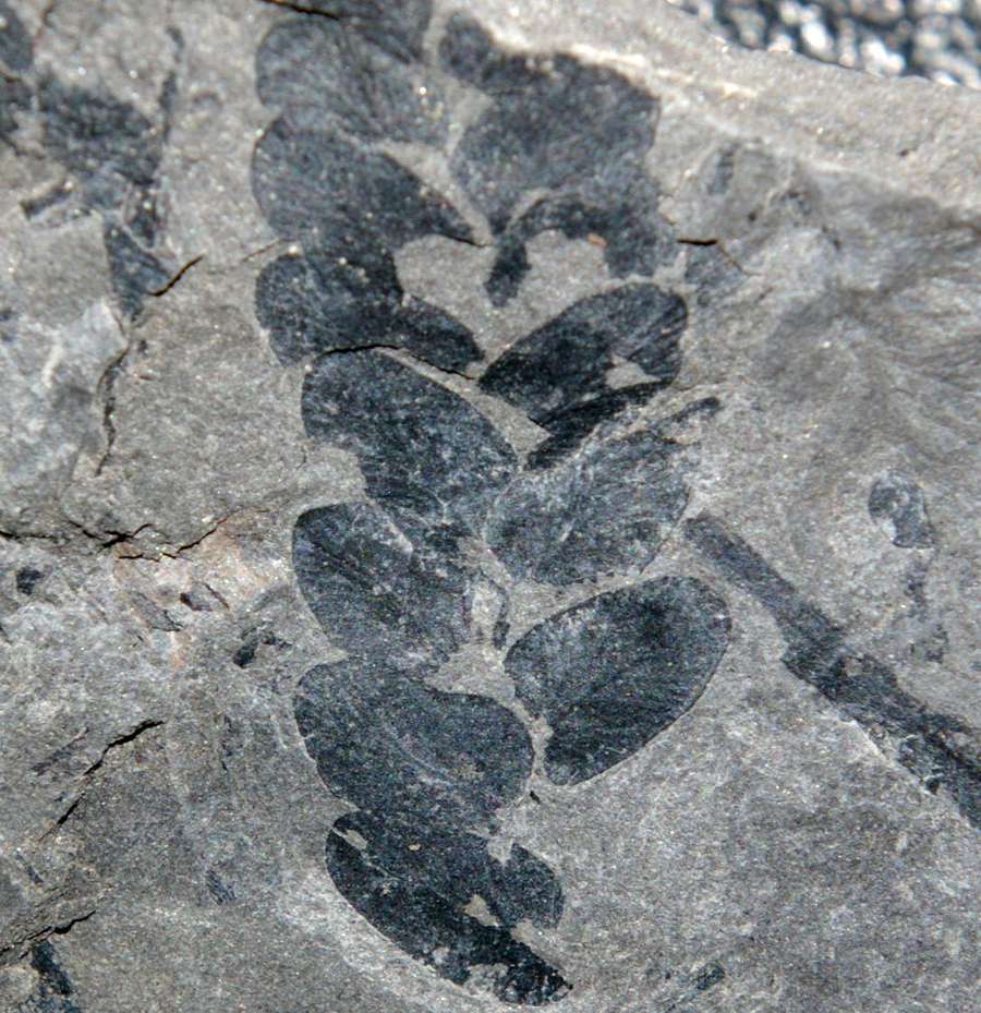  Neuropteris schlehani  