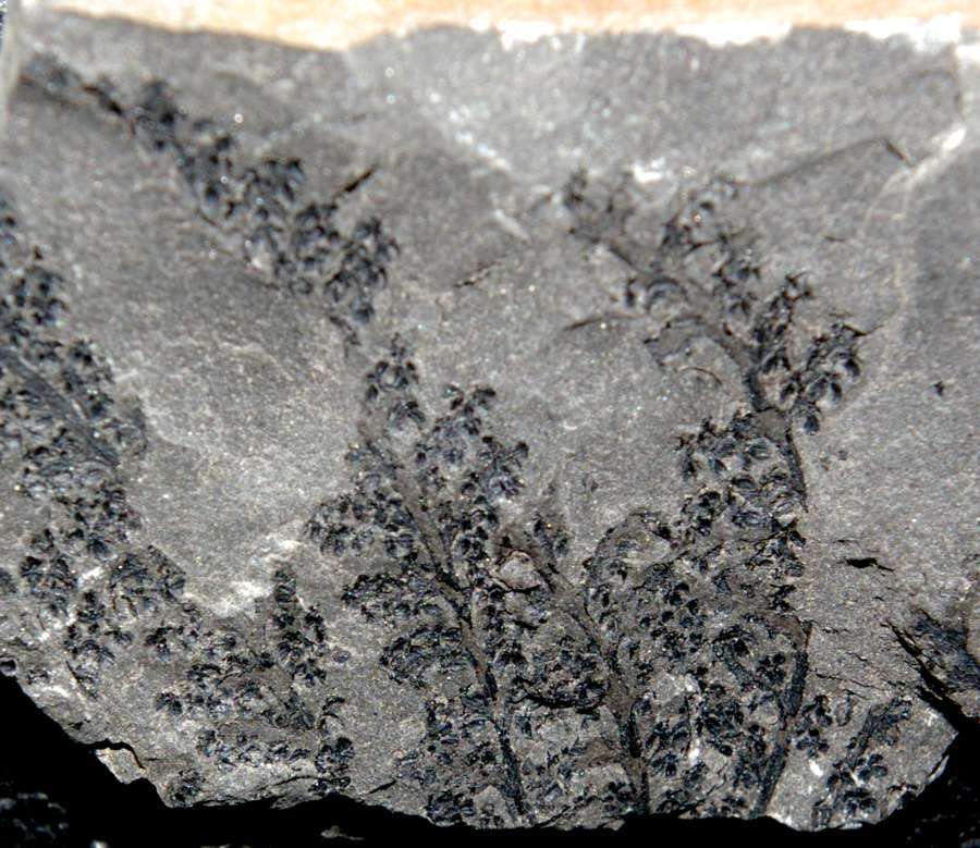  Rare fossil fertile organ  