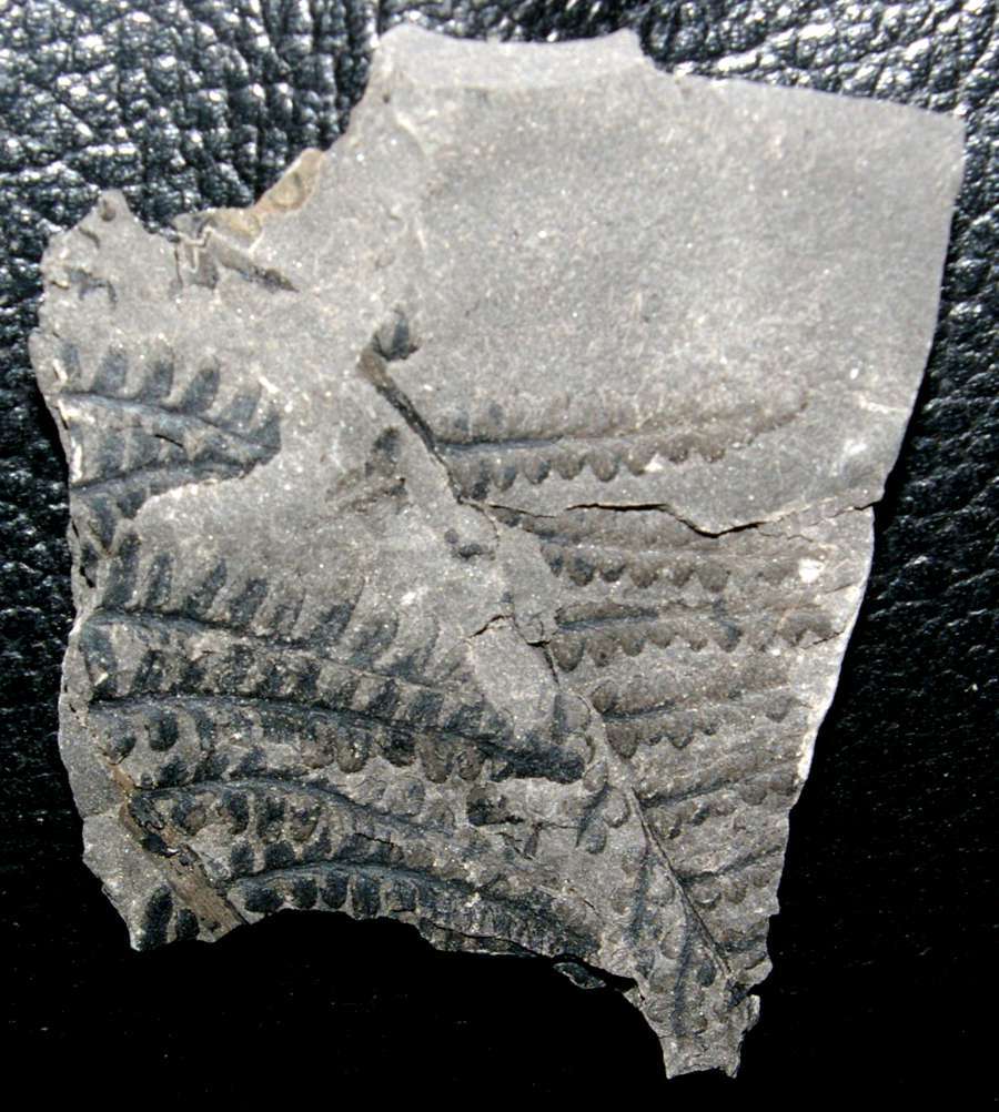  Rare fossil fertile organ  
