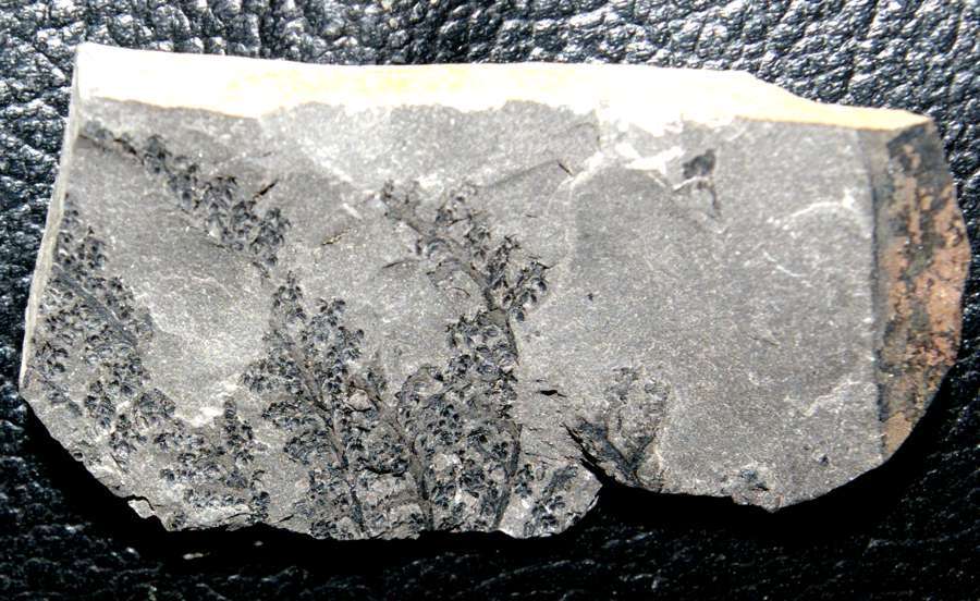  Rare fossil fertile organ  