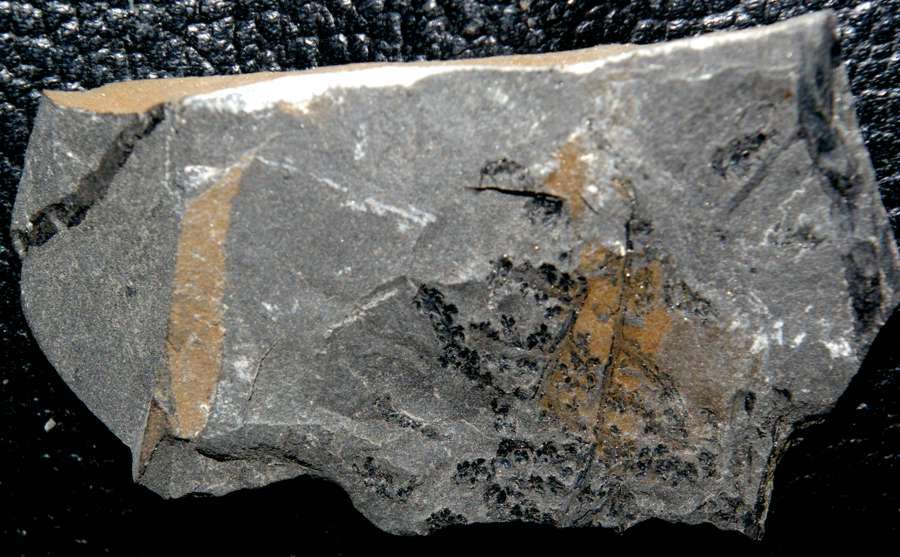  Rare fossil fertile organ  