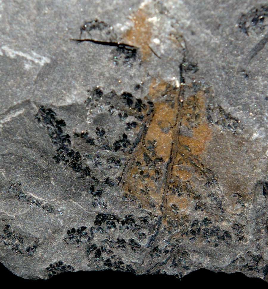  Rare fossil fertile organ  