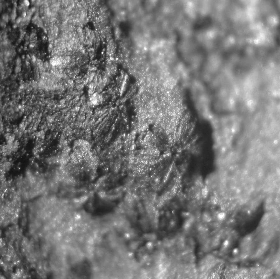  Rare fossil fertile organ  