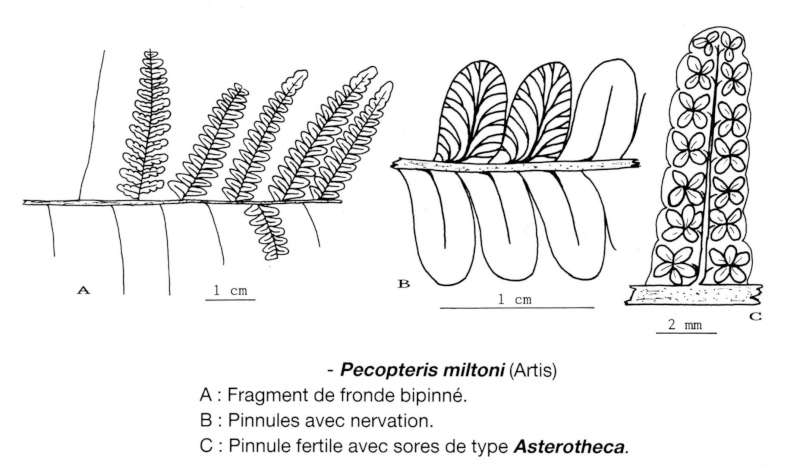  Rare fossil fertile organ  