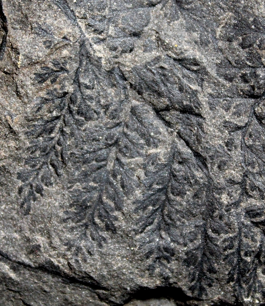 Renaultia schatzlarensis