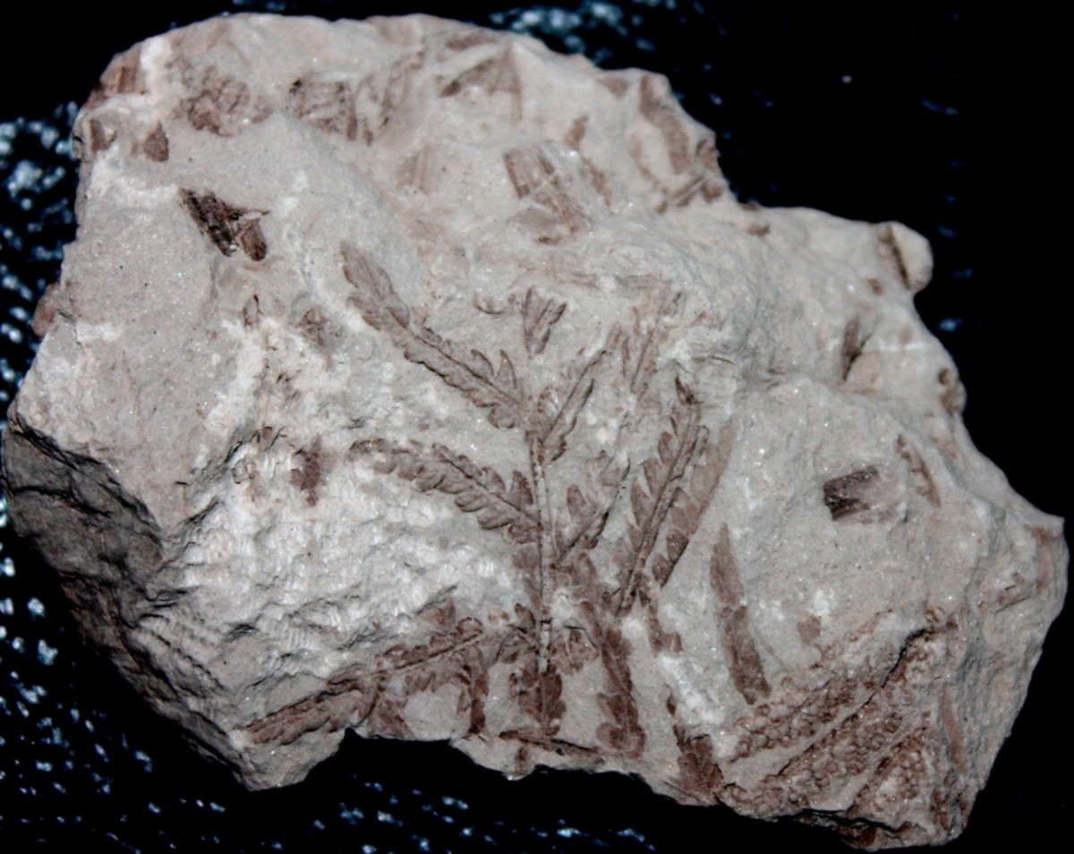  Klukia exilis