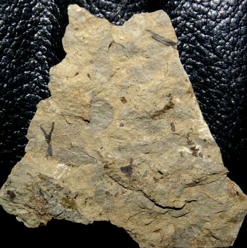 Silurian plant