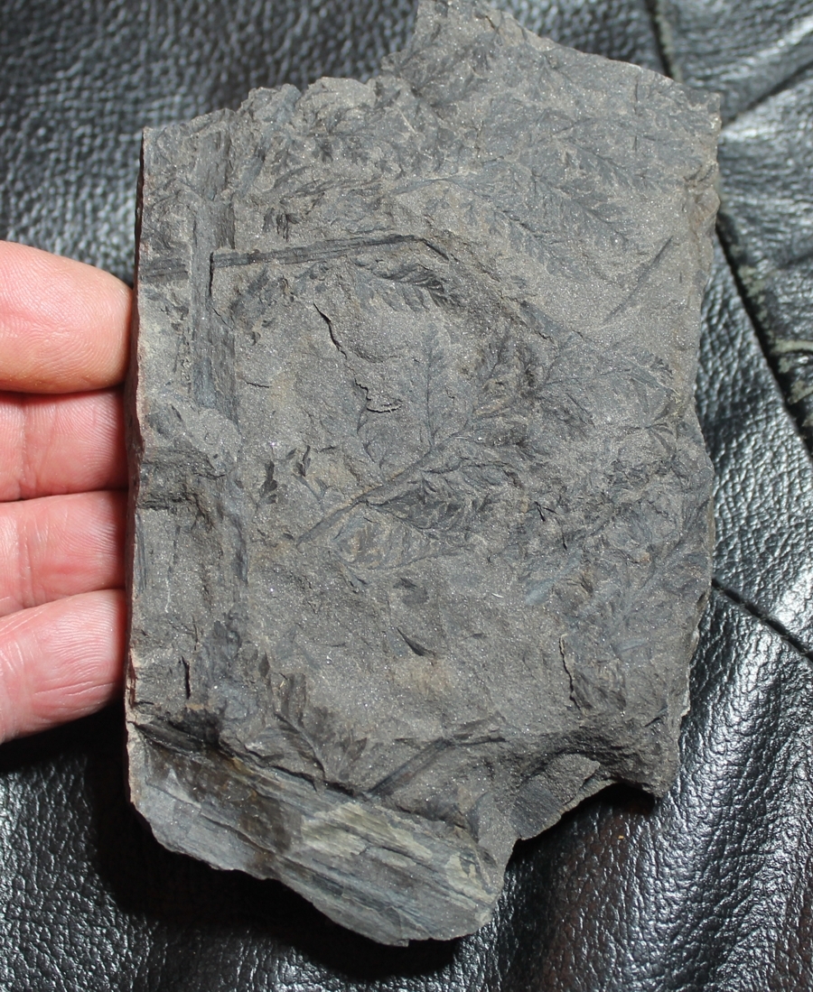 fossil plant