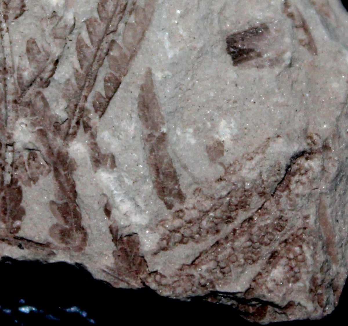  Klukia exilis