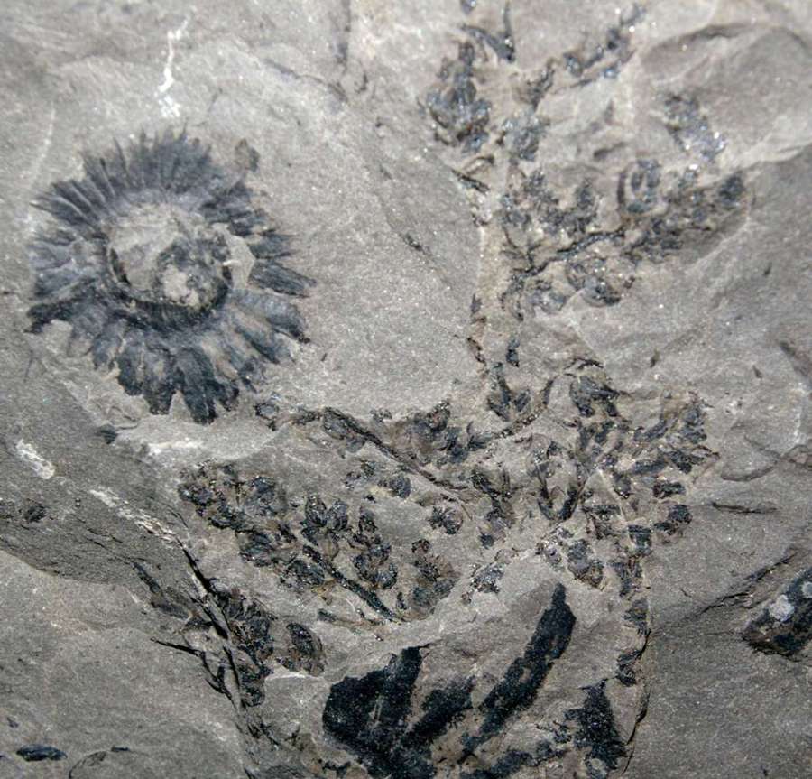  Rare fossil fertile organ  