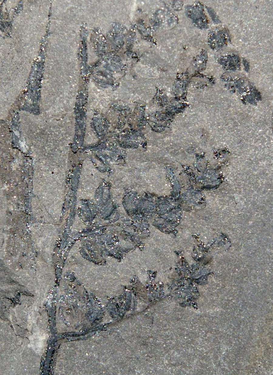  Carboniferousre fossil fertile organ  
